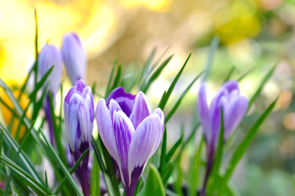 A bunch of crocus flowers.