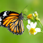 Five Top Reasons Butterflies Are Important