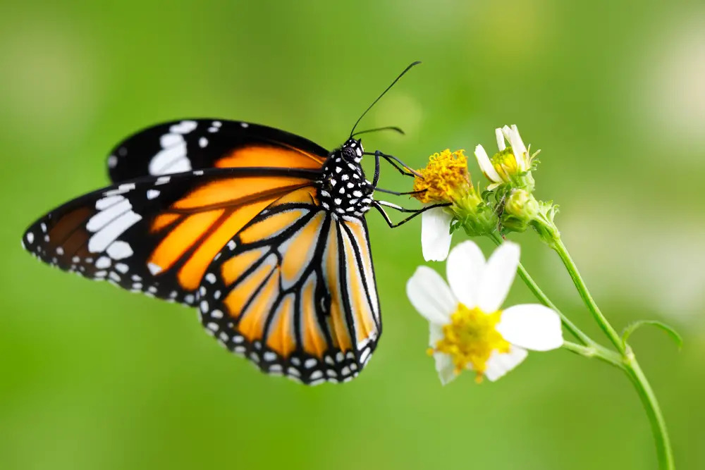 Five Top Reasons Butterflies Are Important