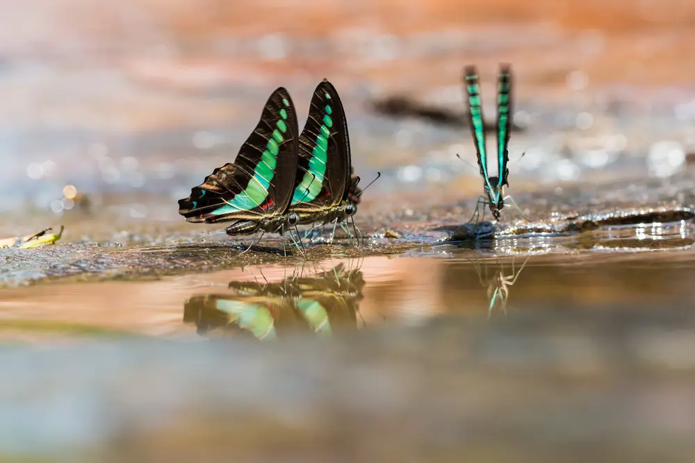 Three butterflies drinking from a puddle.