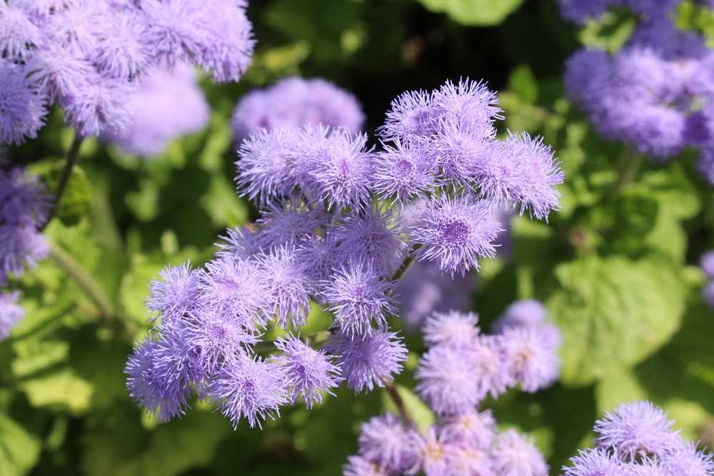 Bunches of floss flowers.