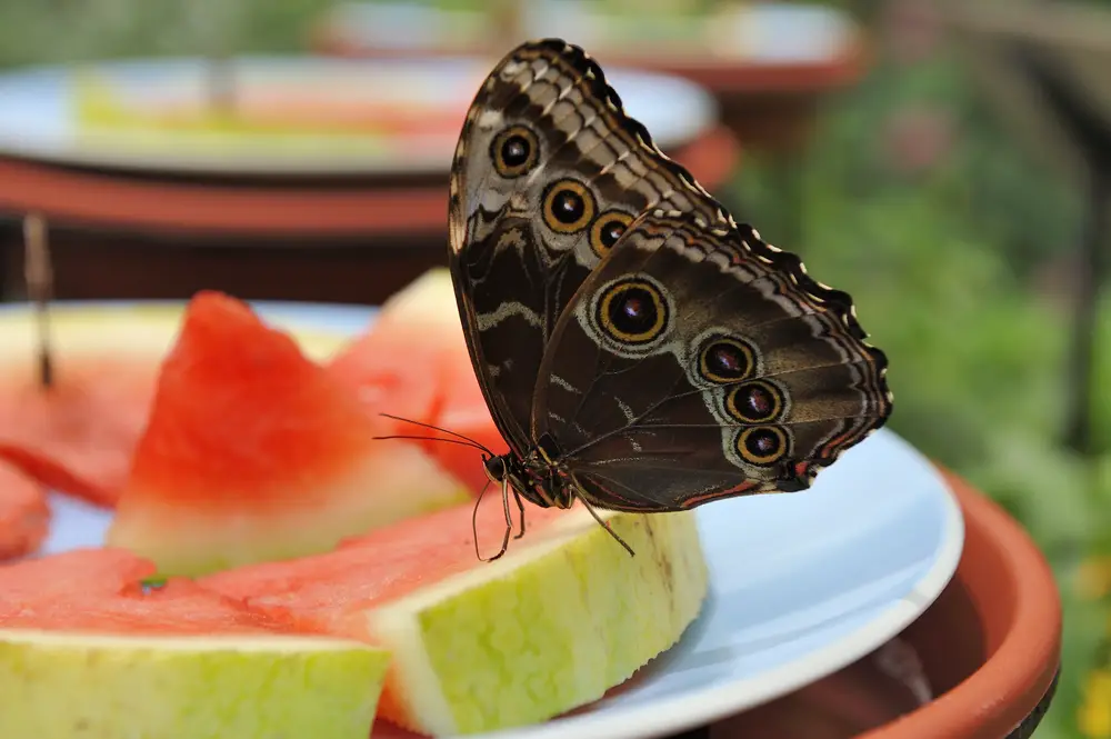 A butterfly eating watermelon on a plate.