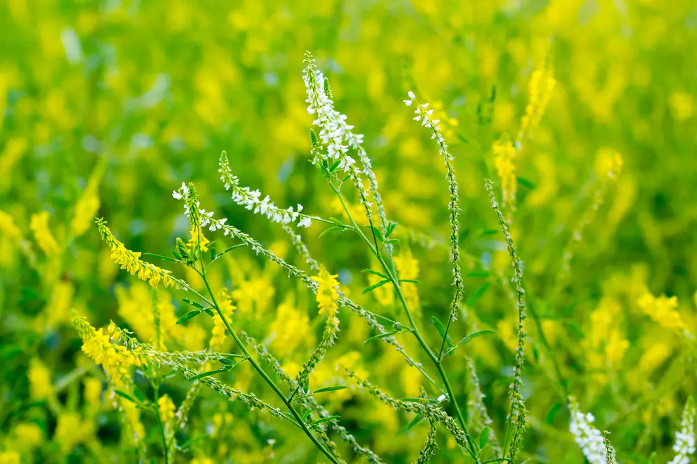 A field of white and yellow sweet clover.