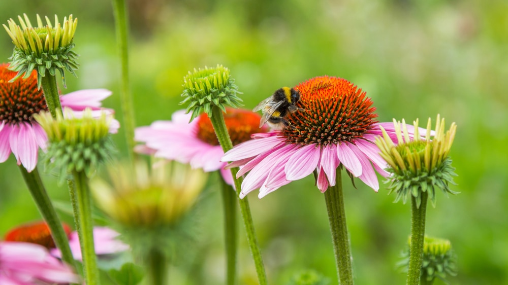 A closeup of a bee on a pink and orange flower.