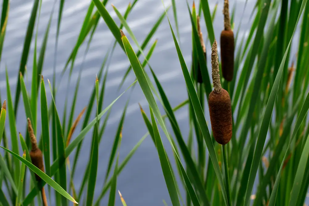 A closeup of some cat tails.