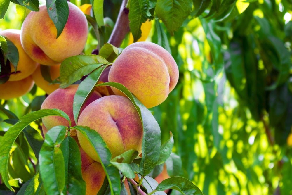 Peaches on a branch.