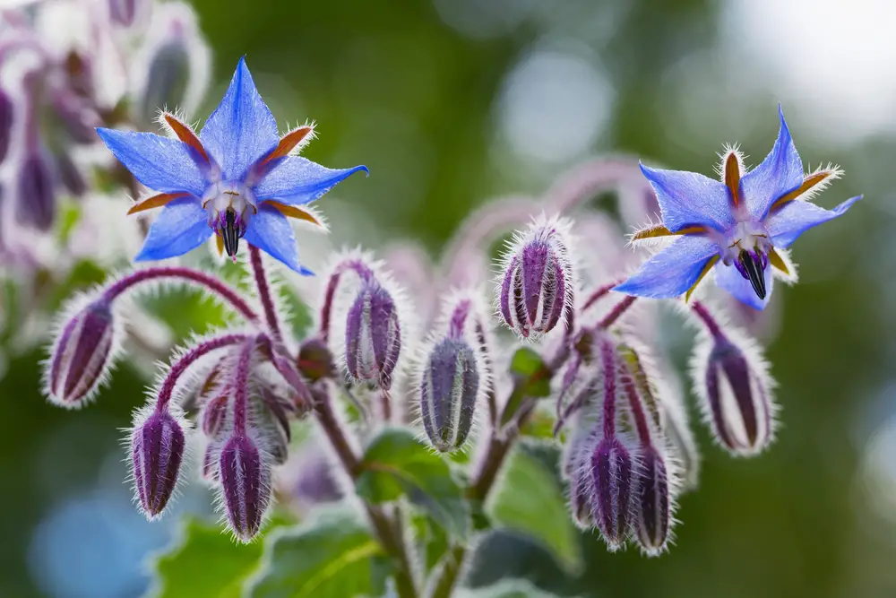 A closeup of borage flowers.