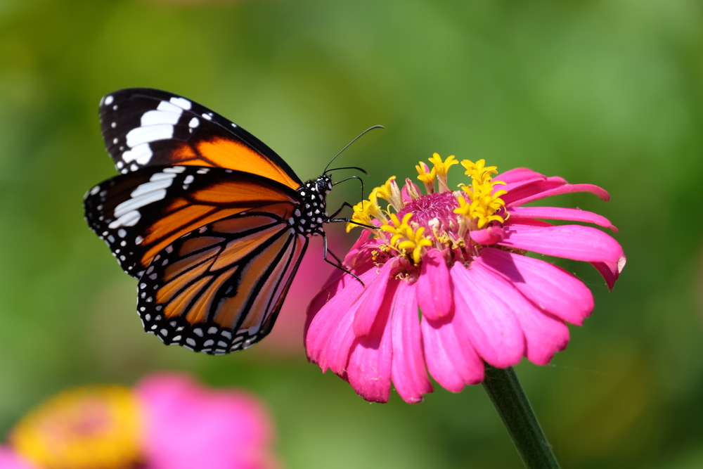A butterfly on a pink flower.