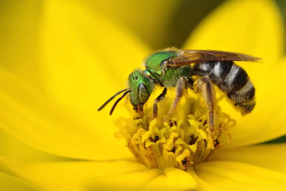 A closeup of a sweat bee on a flower.