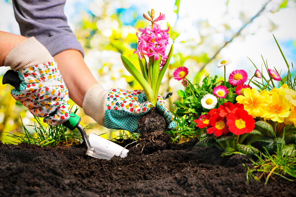 A gardener planting flowers.