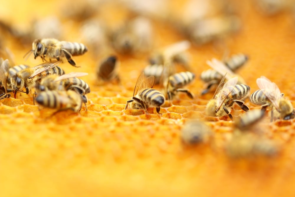 A closeup of bees on a honeycomb.