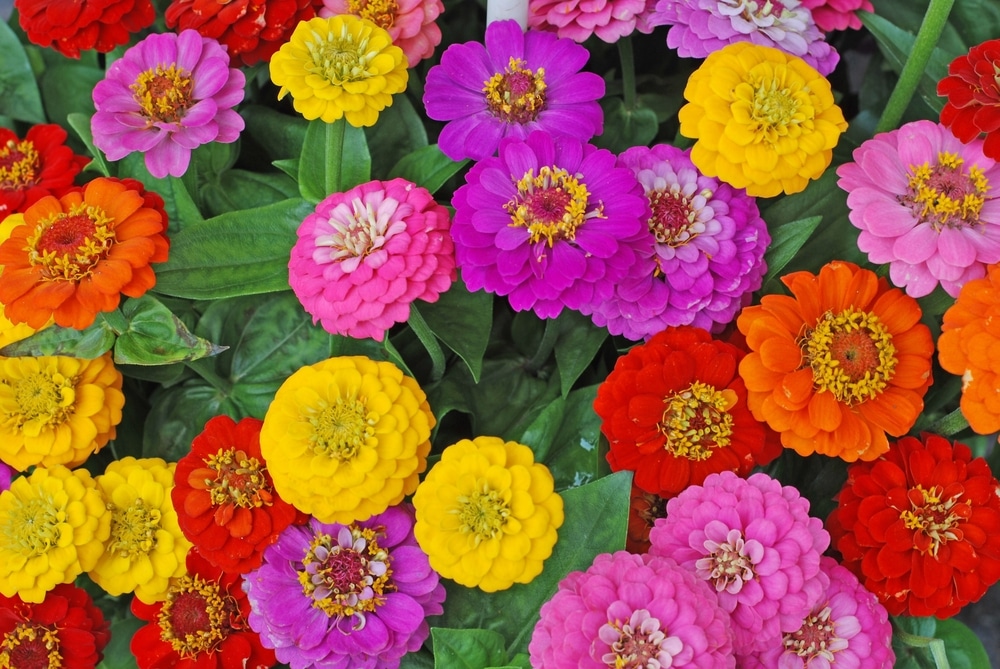 Various colors of zinnia, including yellow, pink, purple, red, and orange.