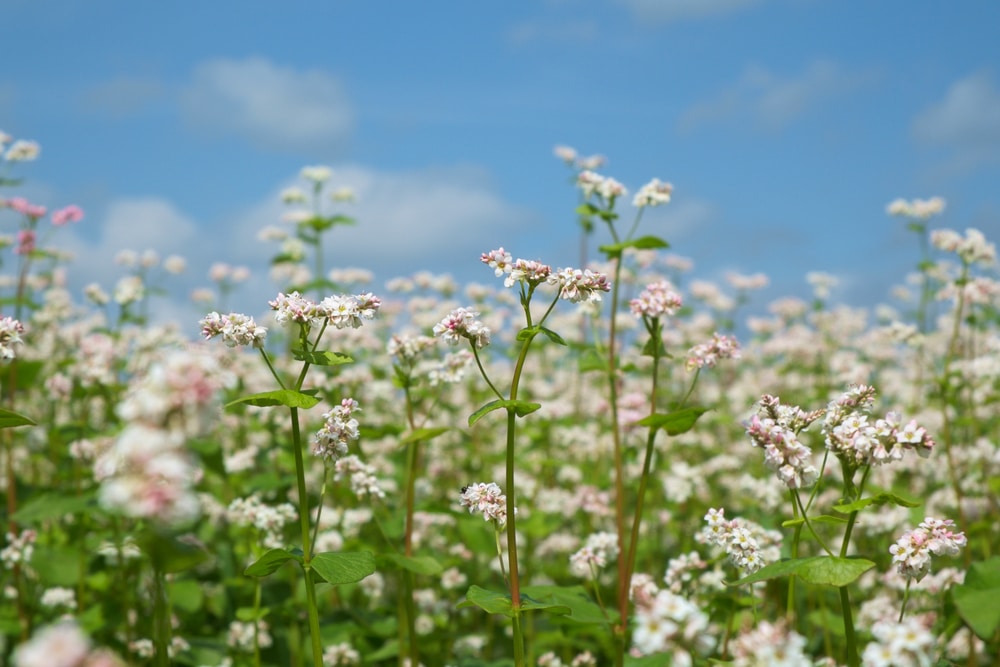 A field of buckwheat.