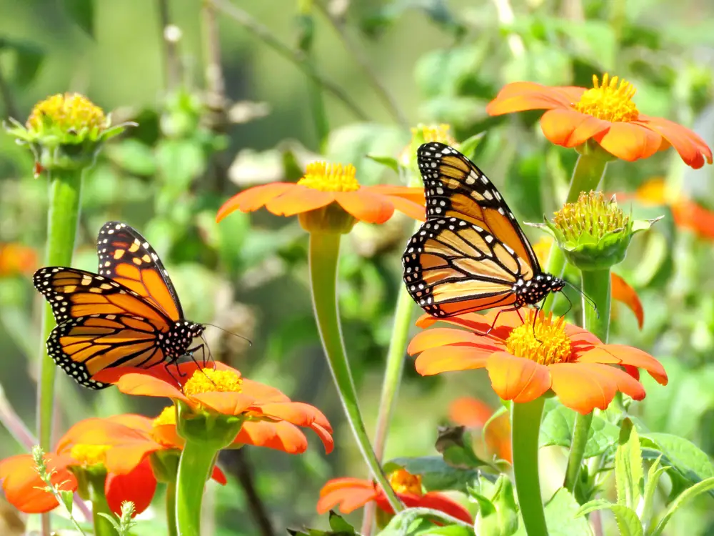 10 Best Ways To Attract Butterflies To Your Garden