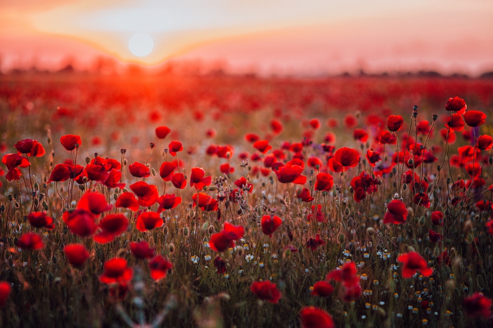 A field of red poppy flowers.