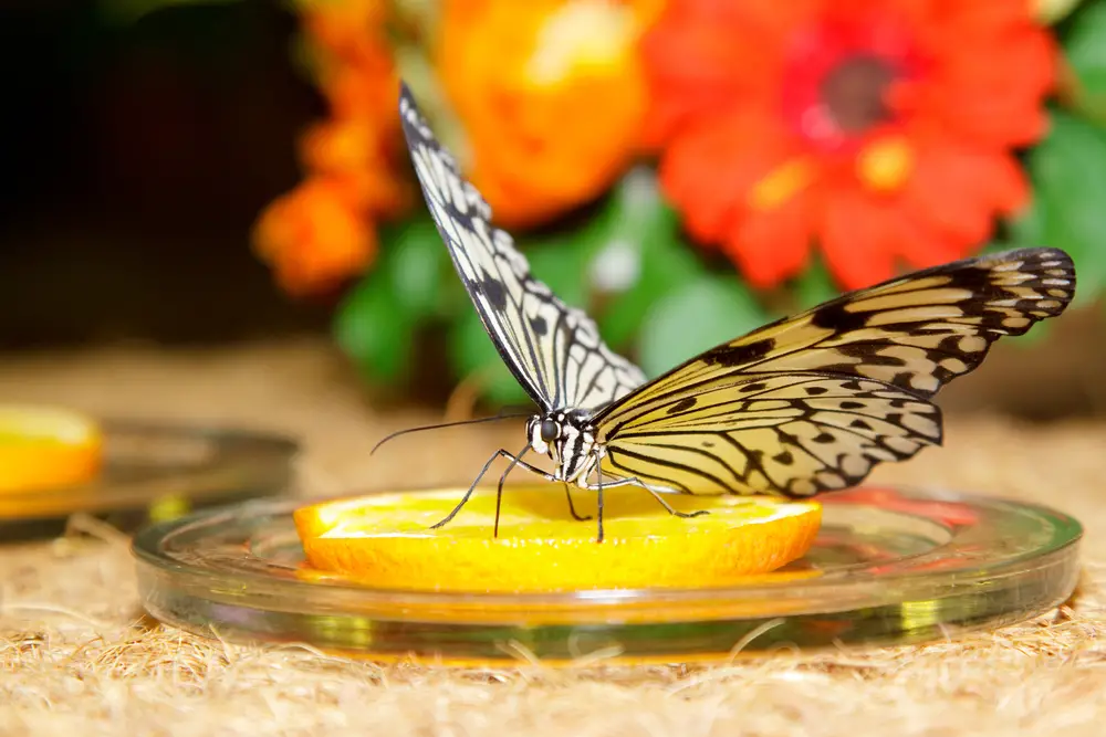 A butterfly on a slice of lemon.