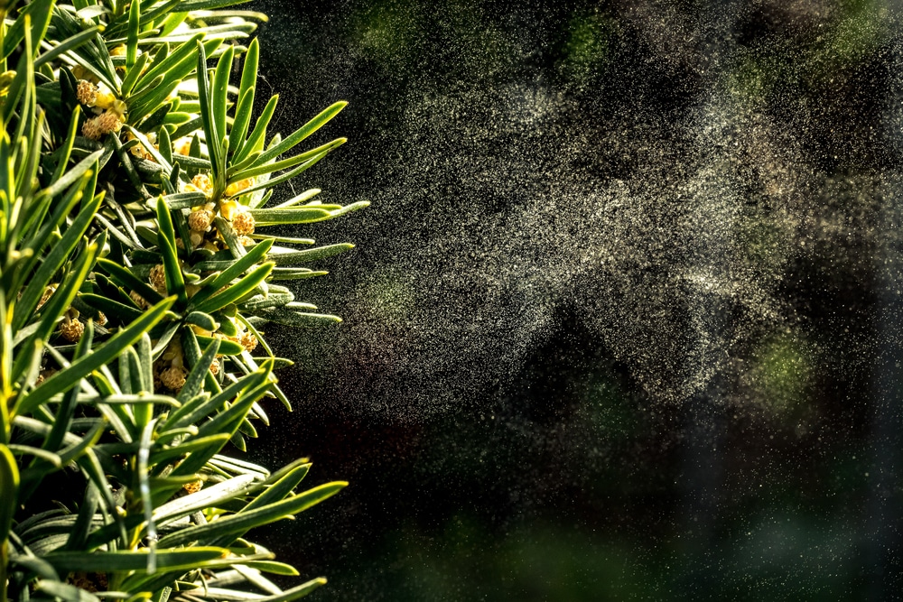 Pollen coming off a plant.