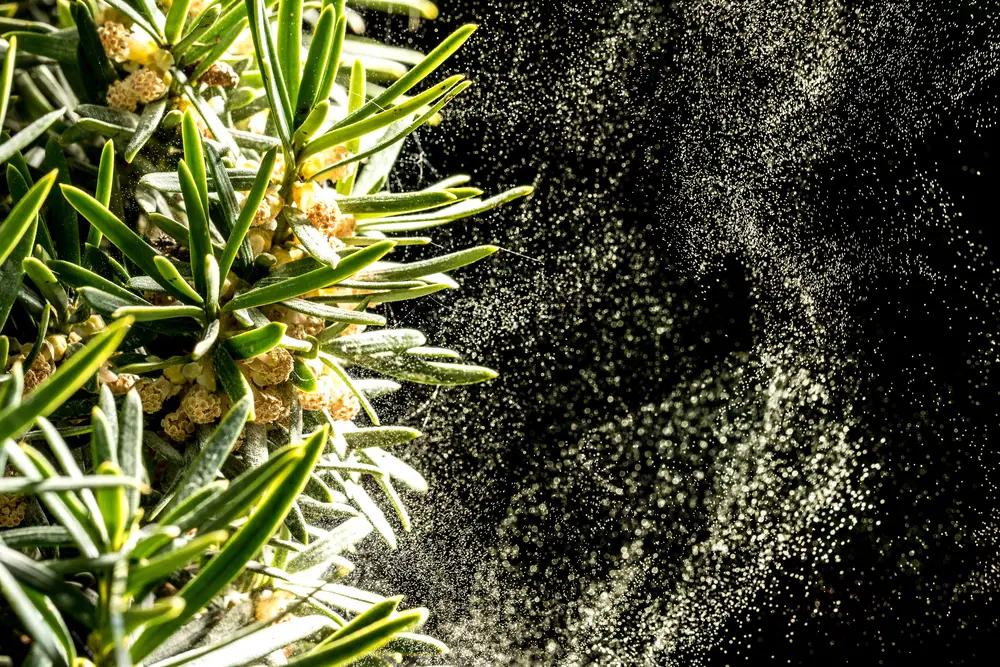 A closeup of pollen coming off a plant.