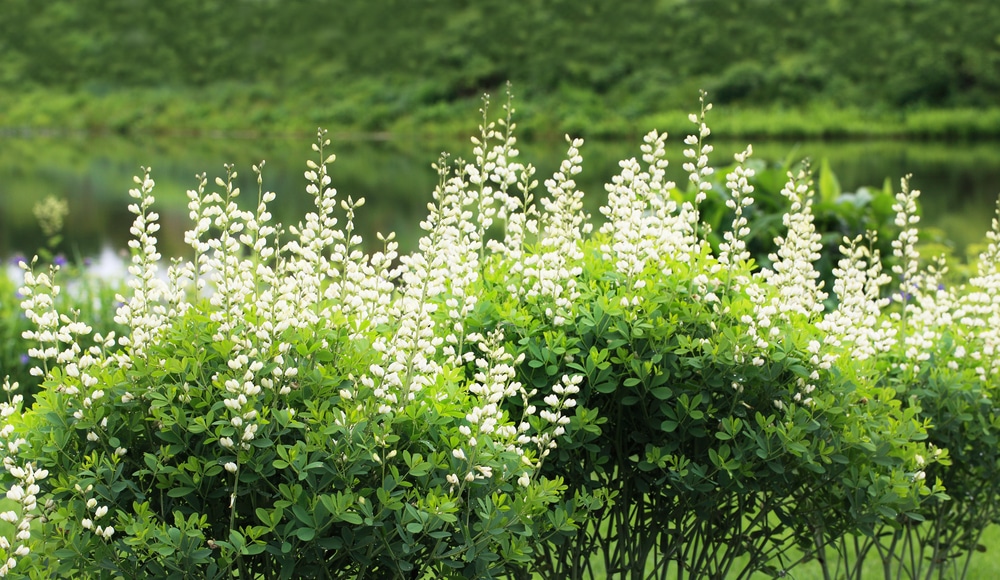 A bunch of white wild indigo outside.