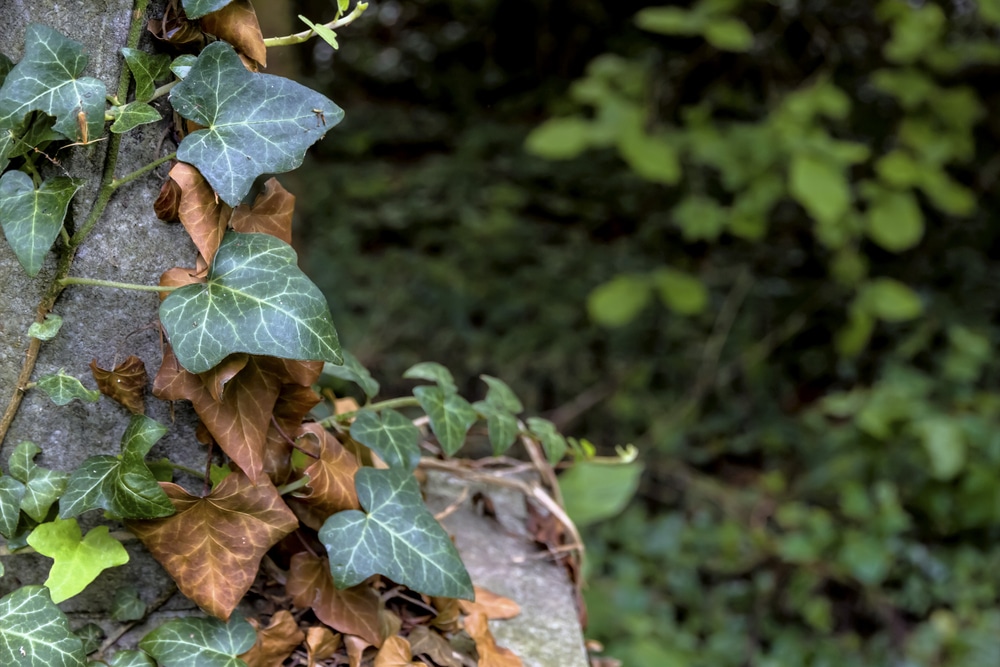 Young and old ivy.