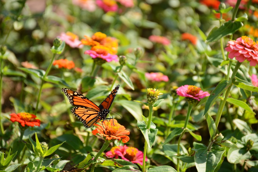 A butterfly on a flower.