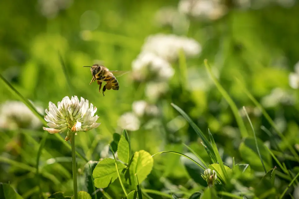 What Is A Bee-Friendly Garden (And Why Consider One)?