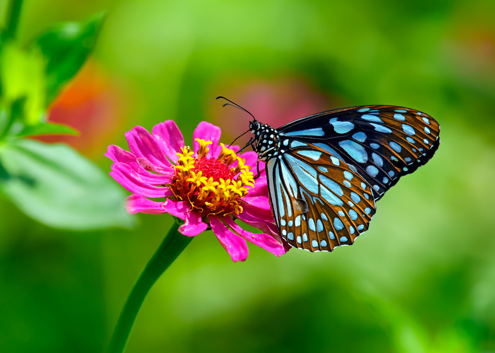 A blue and black butterfly on a pink, yellow, and red flower.