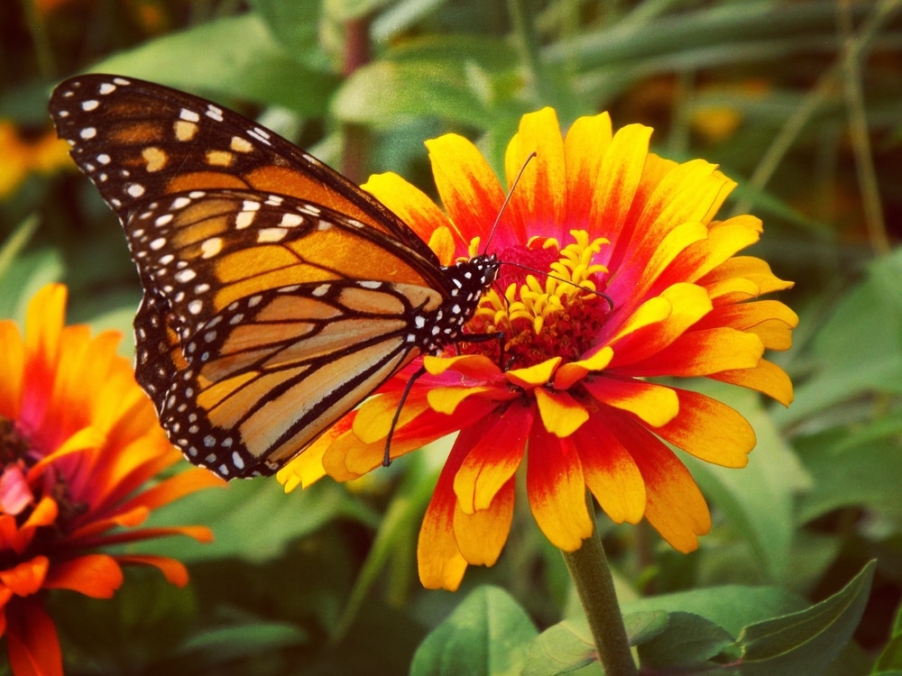 A butterfly taking nectar from a flower.