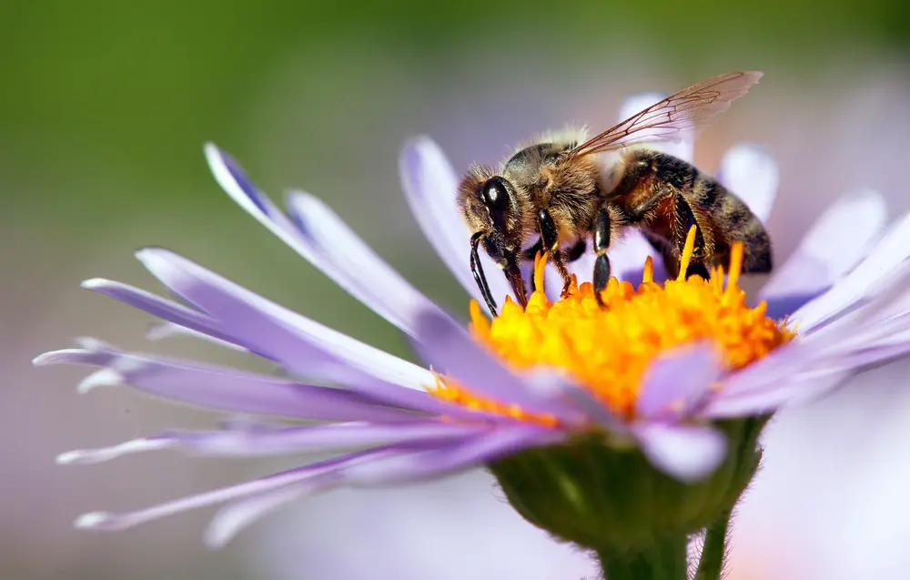 Why Are Pollinators Important (And Why Should You Care)?