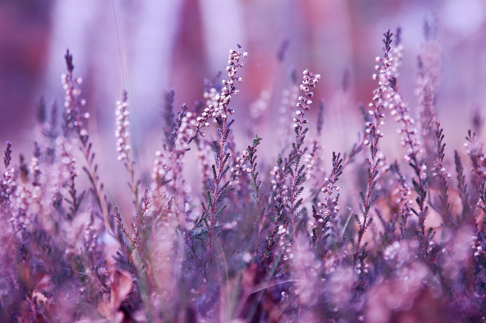 Heather flowers.