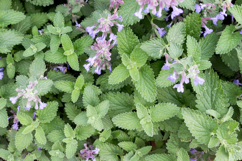 Bunches of nepeta (catnip).