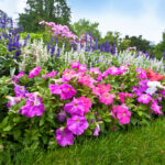 Differences Between Annual, Perennial, And Biennial Plants
