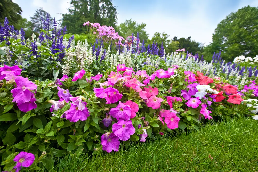 Rows of various flowers, such as pink, white, red, and purple.