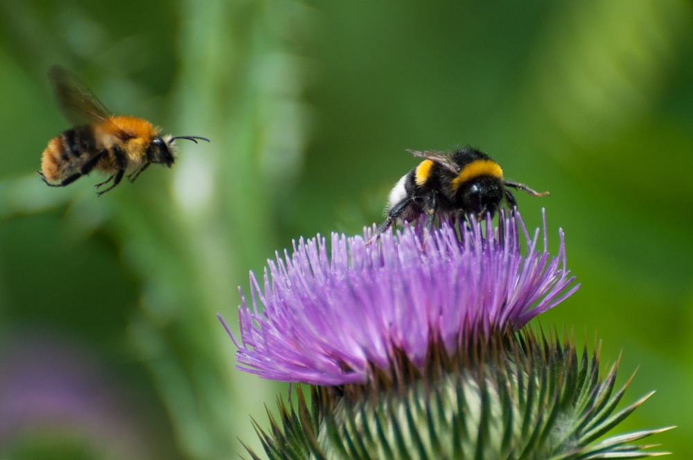 One bee on thistle and another flying nearby.