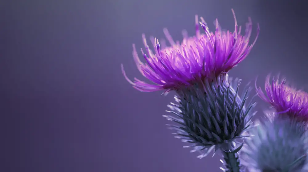 A closeup of a thistle flower.