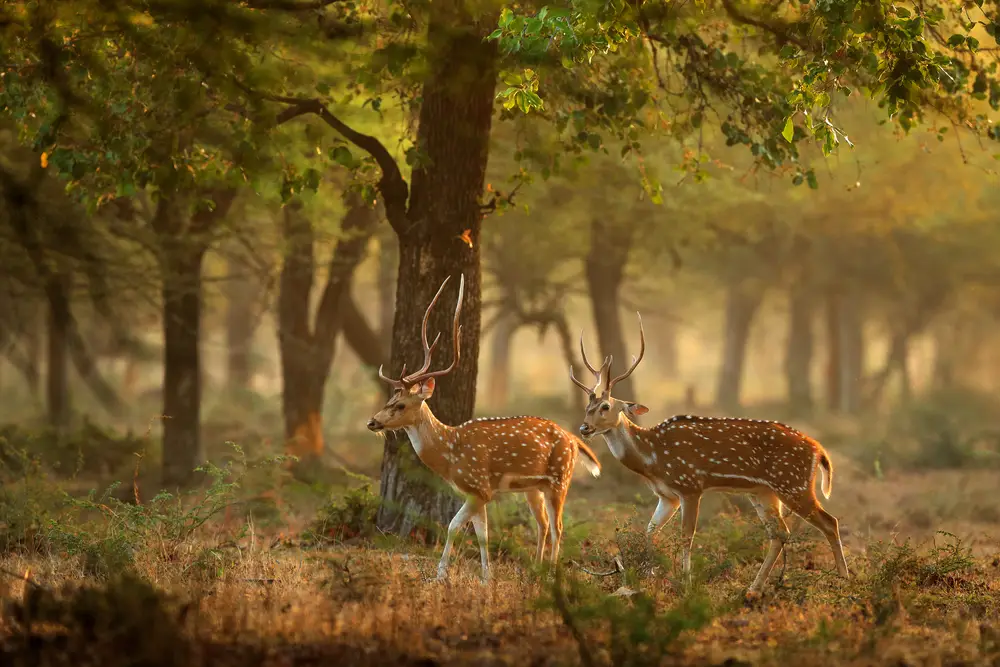 Deer in a forest.