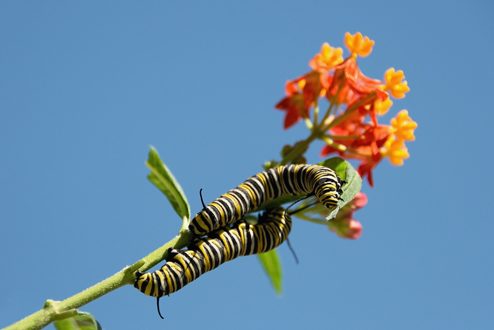 Caterpillars feeding on milkweed.