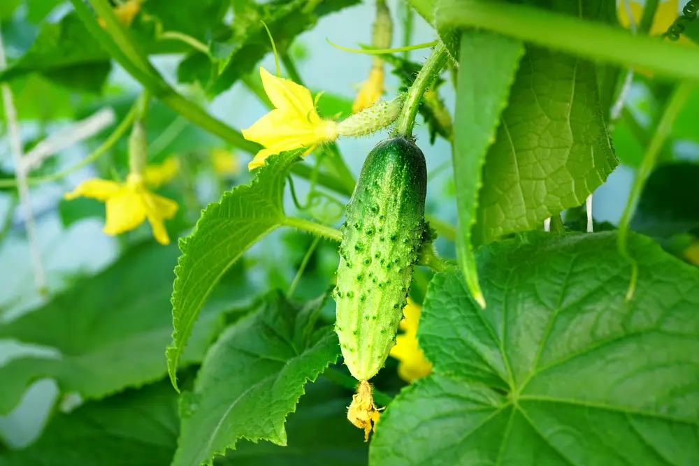 A cucumber plant with flowers.