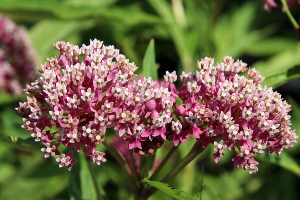 A closeup of milkweed.