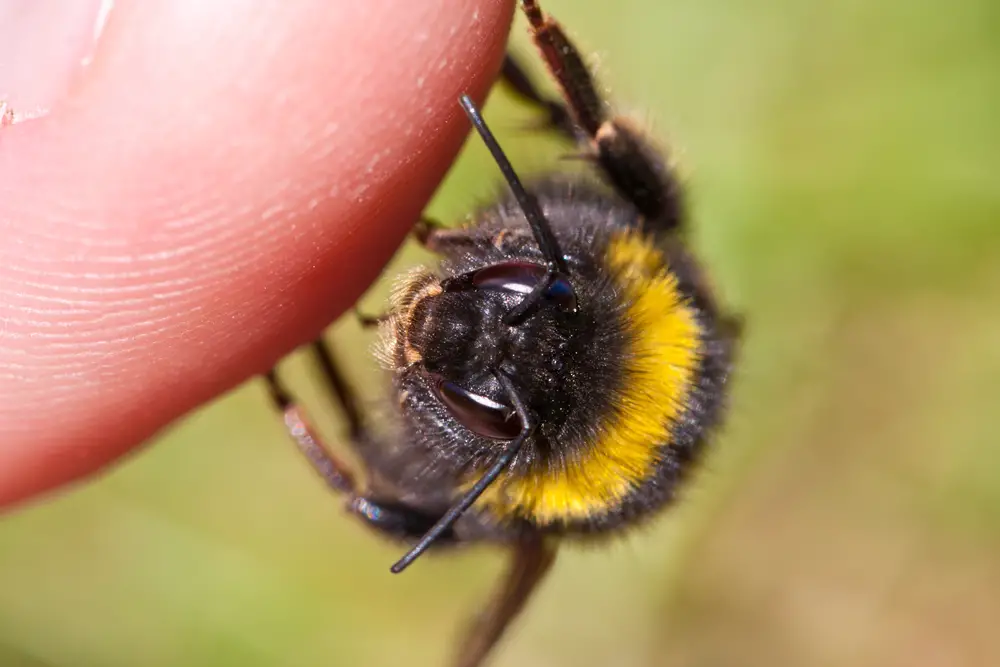 A closeup of a bee on someone's finger.