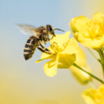 A closeup of a bee on a yellow flower.