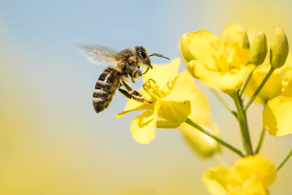 The 7 Best Ways To Naturally Get Rid Of Bees From Your Garden