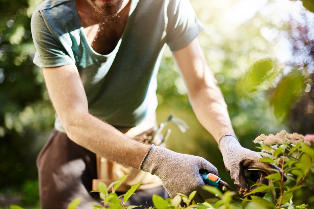 A man pruning a plant.