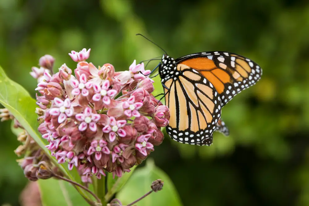 A monarch butterfly on a pink flower.