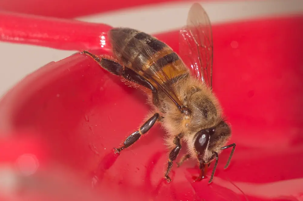 A closeup of a bee eating from a red bee feeder.