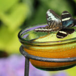 What Is A Butterfly Feeder (And Why Consider One)?