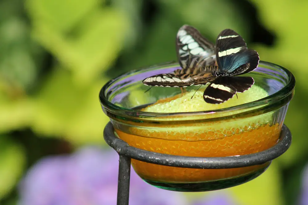 What Is A Butterfly Feeder (And Why Consider One)?