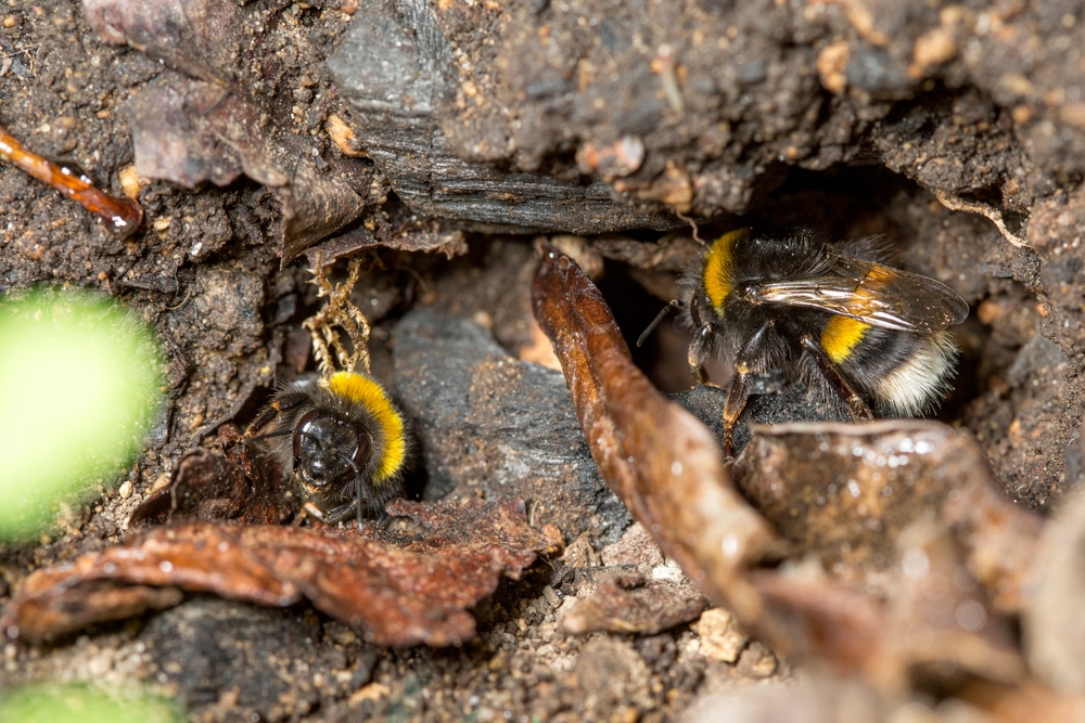 A closeup of a bee nest.