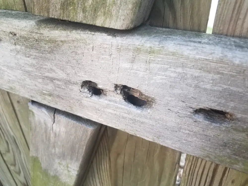A closeup of a fence with holes in it.
