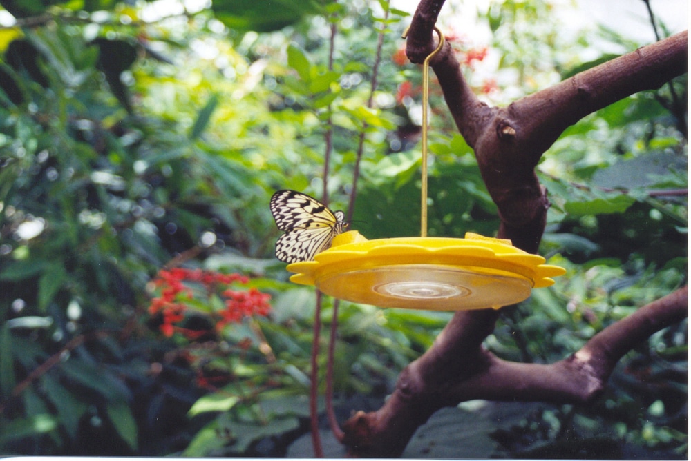 A white-and-black butterfly on a yellow butterfly feeder.